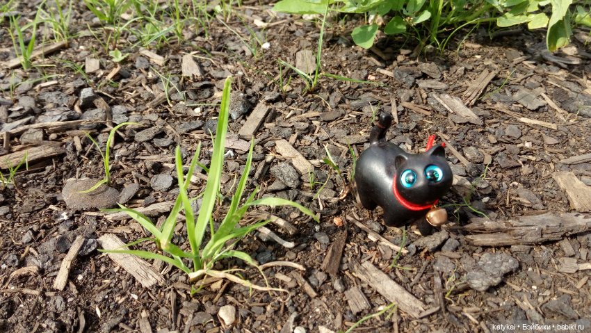 День чёрных котиков. Санни и Ко