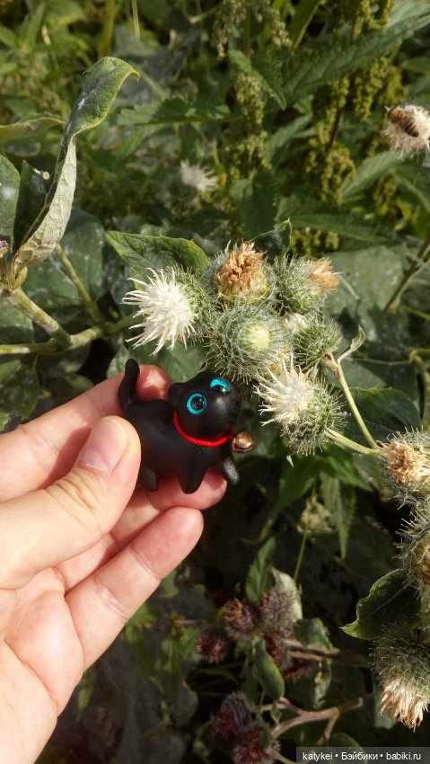 День чёрных котиков. Санни и Ко