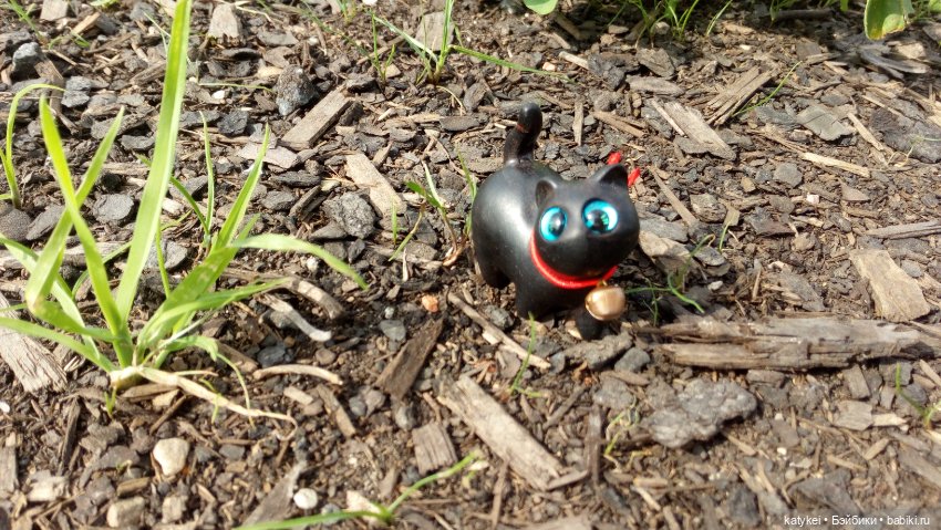 День чёрных котиков. Санни и Ко