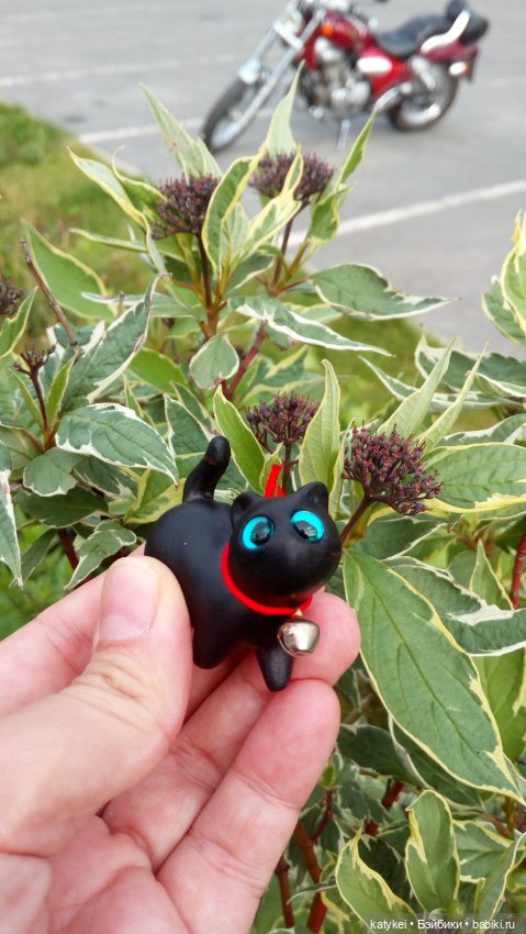 День чёрных котиков. Санни и Ко