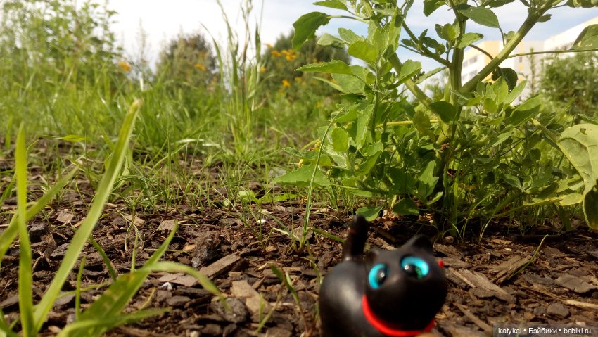 День чёрных котиков. Санни и Ко