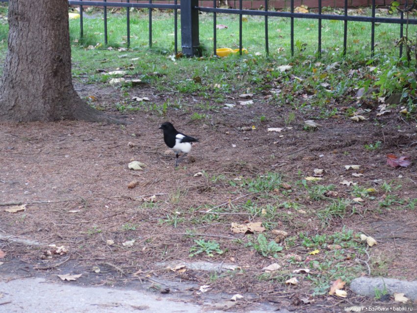 Балтика на Самайн 2023. Светлогорск (фото 5)