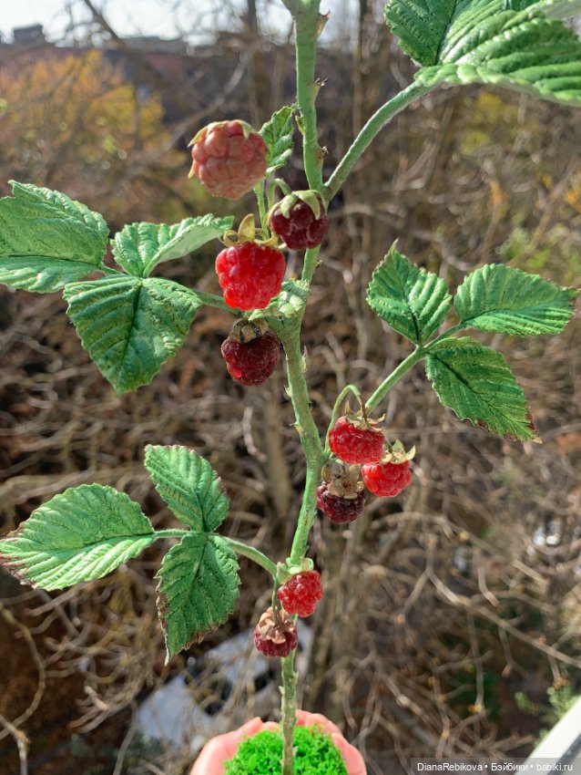 Ветка малины со светящимися ягодами (фото 2)