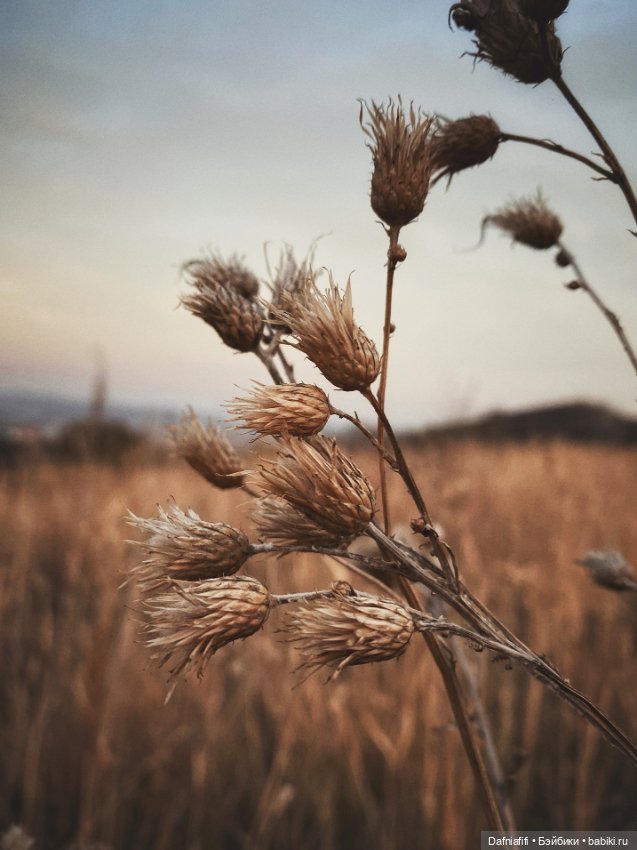 Моночка — Куклы Dollzone (Доллзон): BJD (БЖД) (фото 10)