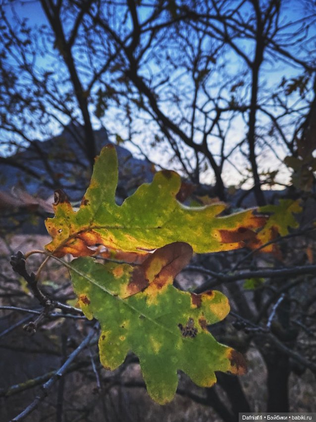 Моночка — Куклы Dollzone (Доллзон): BJD (БЖД)