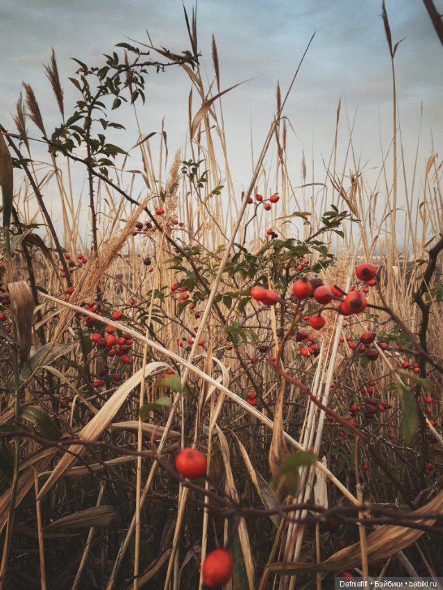 Моночка — Куклы Dollzone (Доллзон): BJD (БЖД) (фото 3)