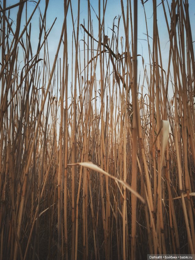 Моночка — Куклы Dollzone (Доллзон): BJD (БЖД) (фото 6)