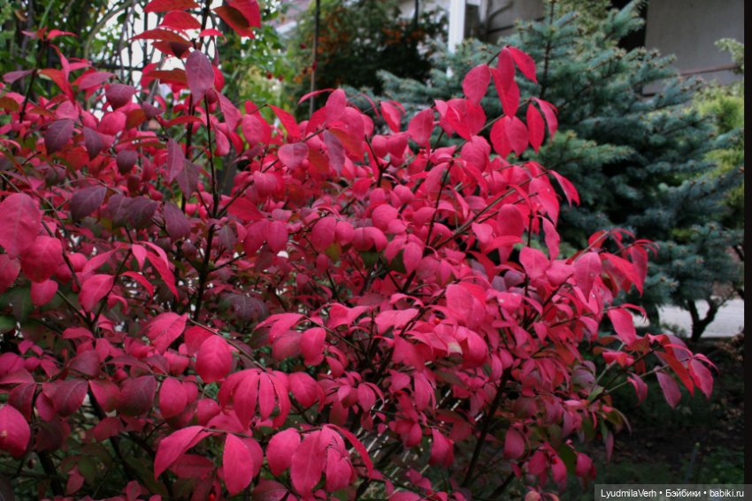 Розовый лучший цвет — Куклы Baboliy (Баболи (фото 5)