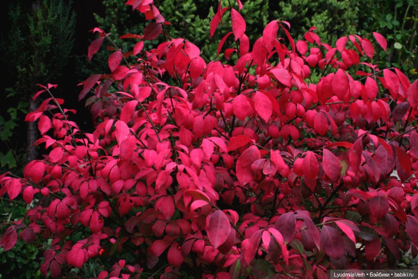 Розовый лучший цвет — Куклы Baboliy (Баболи (фото 4)