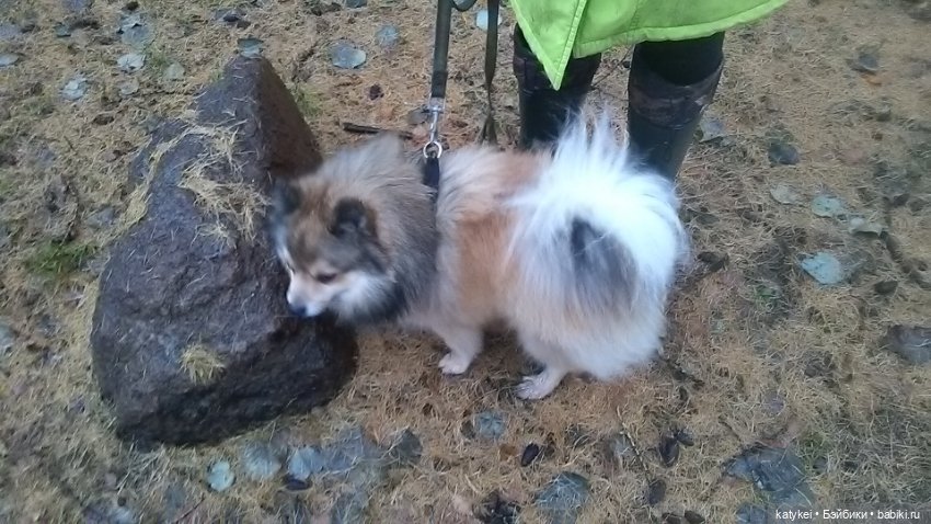 Осенне-зимние игры — Коллекционные игрушки и фигурки: Lego