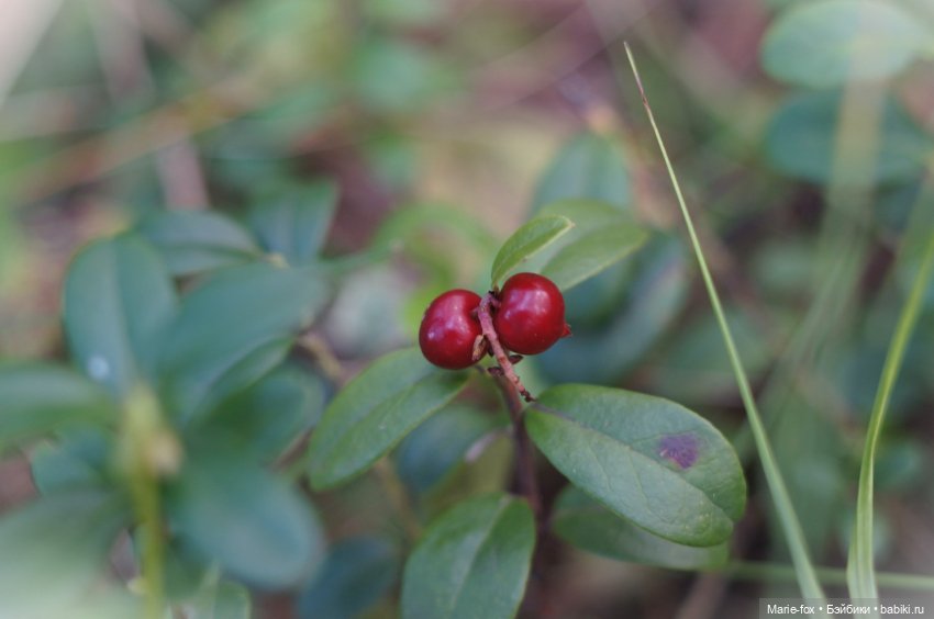 Маленькая жительница Зачарованного леса (фото 8)