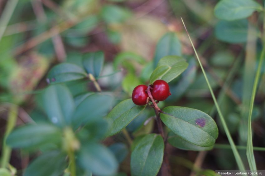 Маленькая жительница Зачарованного леса (фото 2)