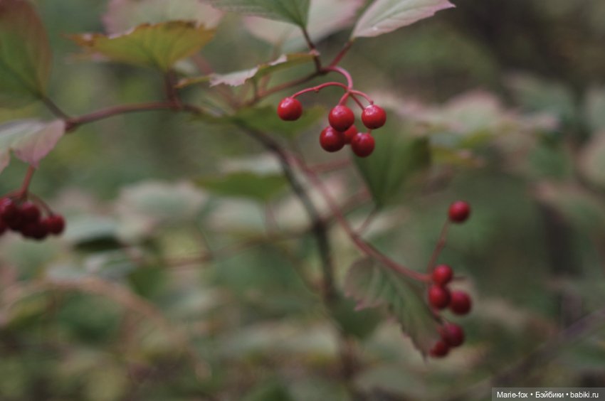 Маленькая жительница Зачарованного леса