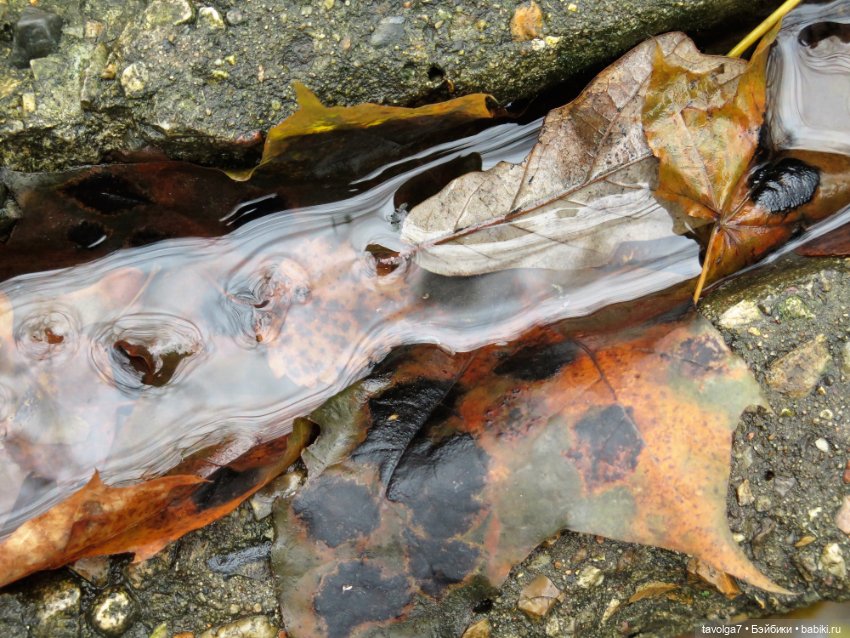 Little Apple Dolls в ноябрьском лесу