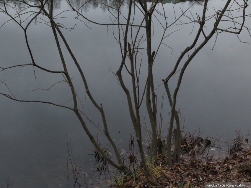 Little Apple Dolls в ноябрьском лесу