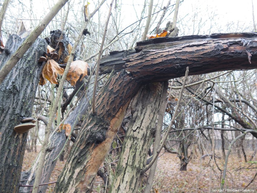 Little Apple Dolls в ноябрьском лесу