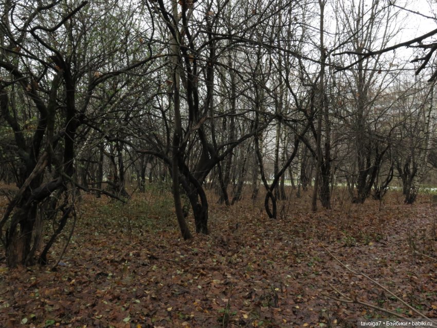 Little Apple Dolls в ноябрьском лесу