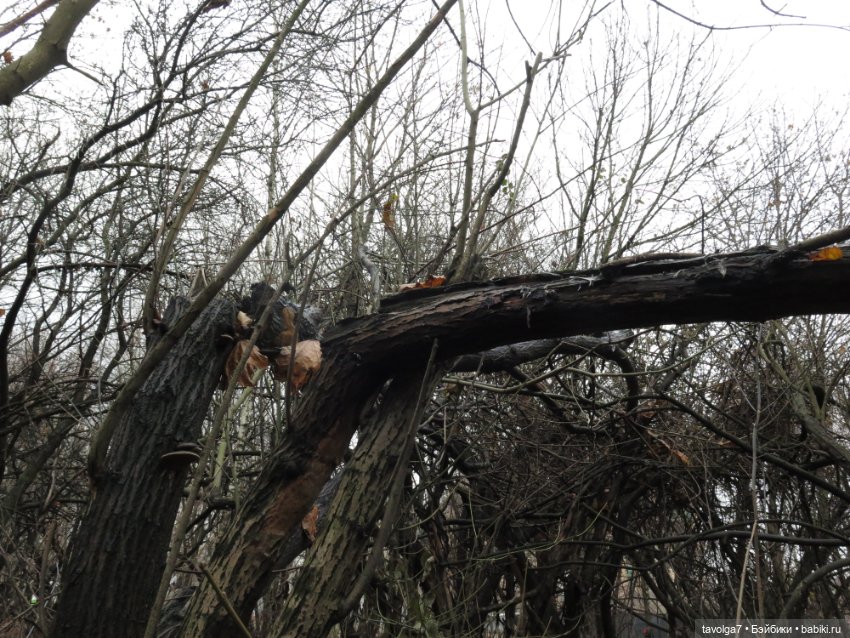 Little Apple Dolls в ноябрьском лесу (фото 10)