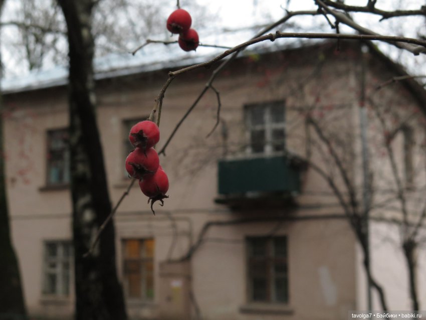 Little Apple Dolls в ноябрьском лесу