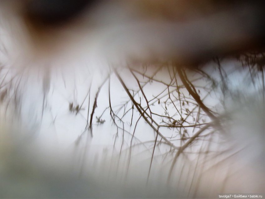 Kimmidoll и Little Apple Dolls