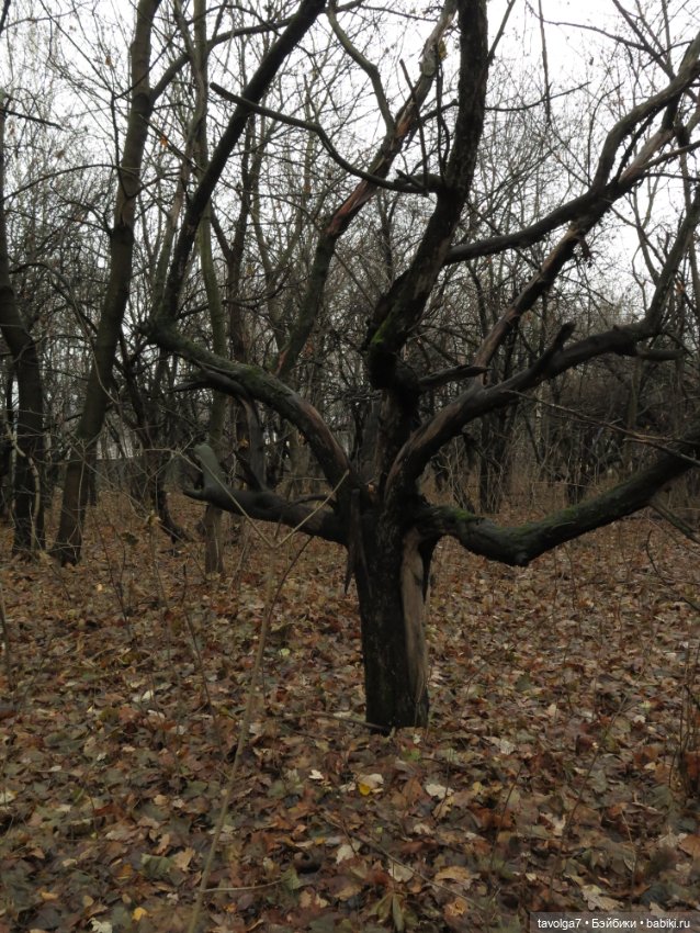 Little Apple Dolls в ноябрьском лесу (фото 4)