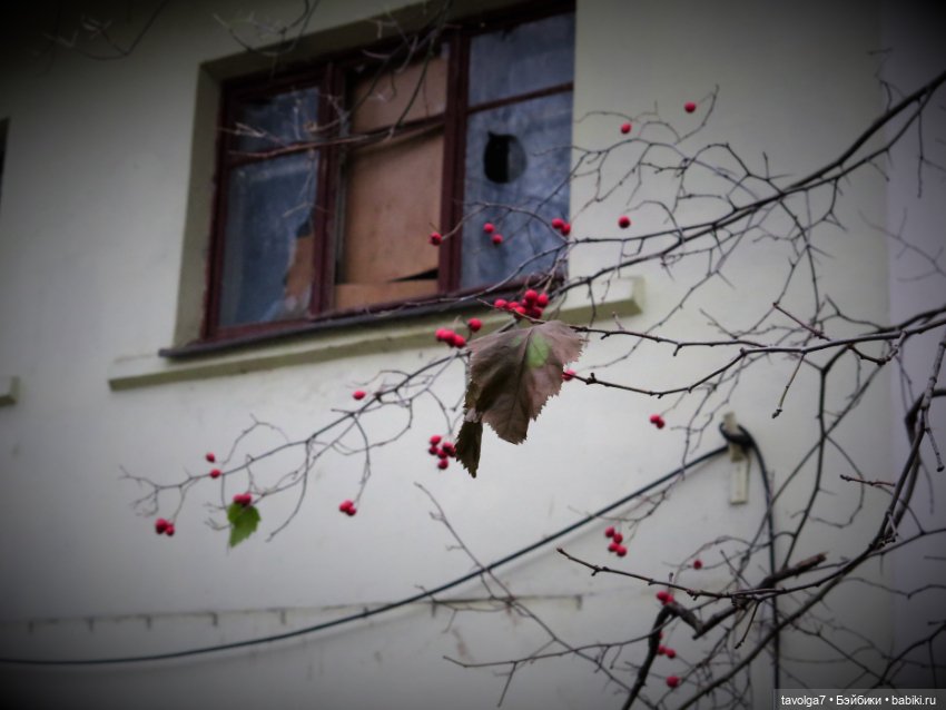 Little Apple Dolls в ноябрьском лесу