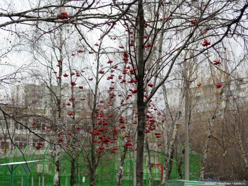 Little Apple Dolls в ноябрьском лесу (фото 3)