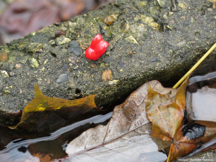 Kimmidoll и Little Apple Dolls