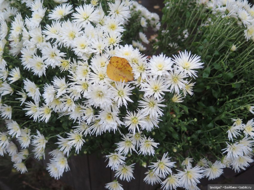 Новая "немочка" в моей коллекции и в Калининграде (фото 3)