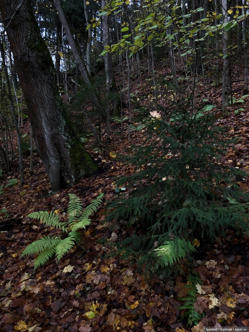 Сонная лощина — Куклы Ruby Red (Руби Ред) Fashion Friends: Siblies