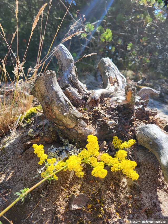Вспоминая лето — Мягкие игровые и текстильные куклы: тряпичные