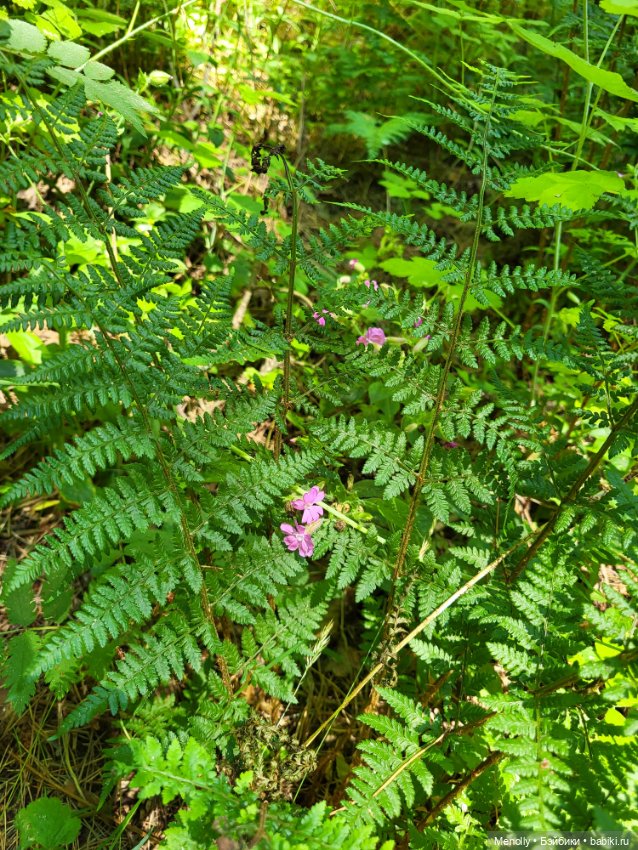 Вспоминая лето — Мягкие игровые и текстильные куклы: тряпичные