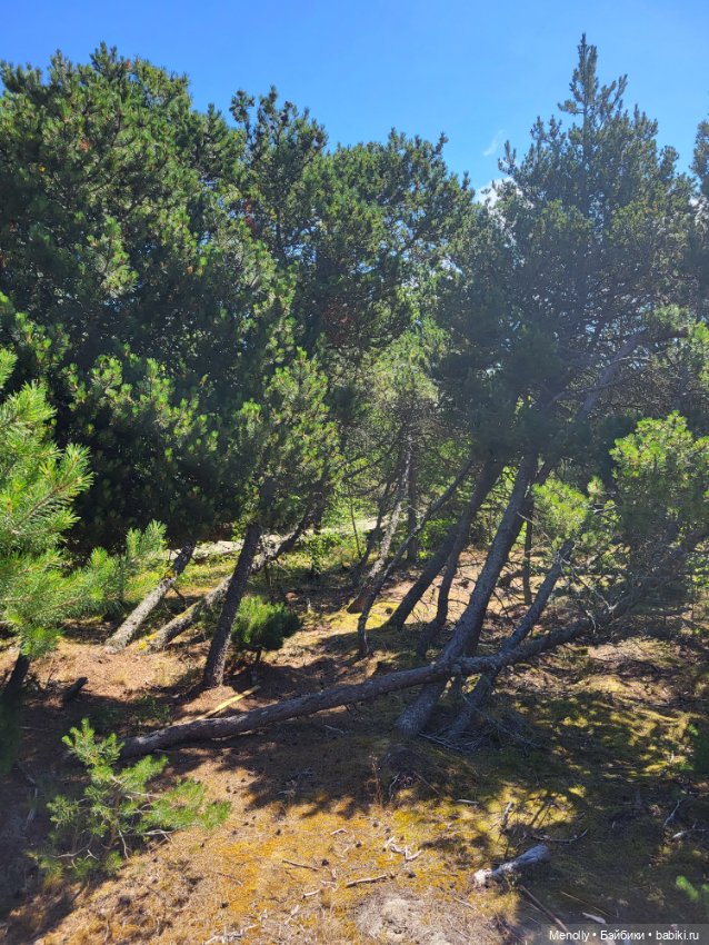 Вспоминая лето — Мягкие игровые и текстильные куклы: тряпичные