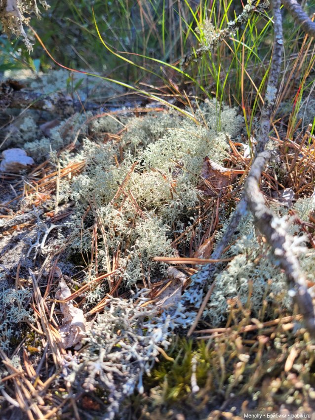 Вспоминая лето — Мягкие игровые и текстильные куклы: тряпичные