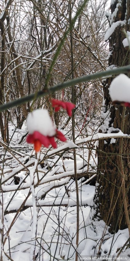 Мадемуазель Жаклин. Француженка