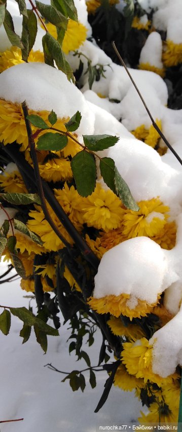 Мадемуазель Жаклин. Француженка