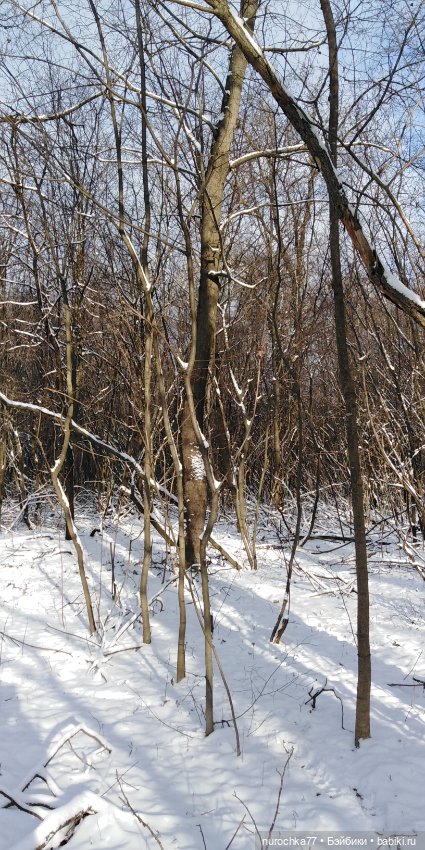 Мадемуазель Жаклин. Француженка