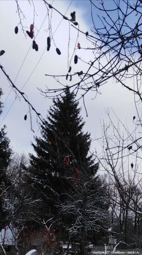 Мадемуазель Жаклин. Француженка