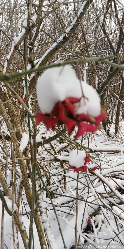 Мадемуазель Жаклин. Француженка