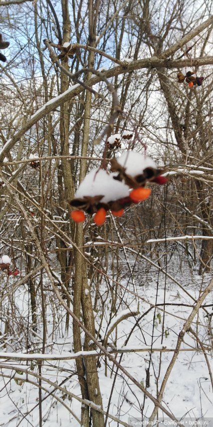 Мадемуазель Жаклин. Француженка