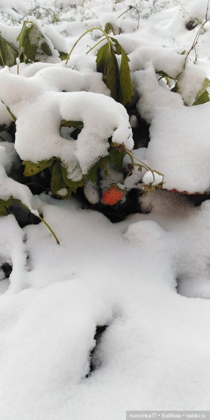 Мадемуазель Жаклин. Француженка (фото 7)