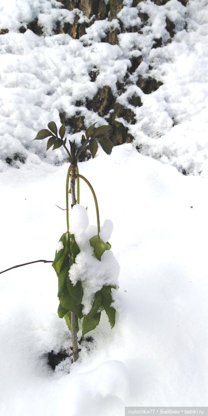 Мадемуазель Жаклин. Француженка