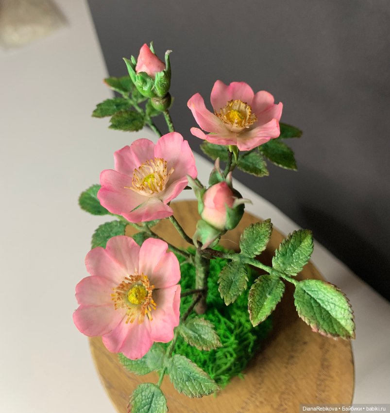 Мини шиповник с цветами 2,5 см и история из детства (фото 5)