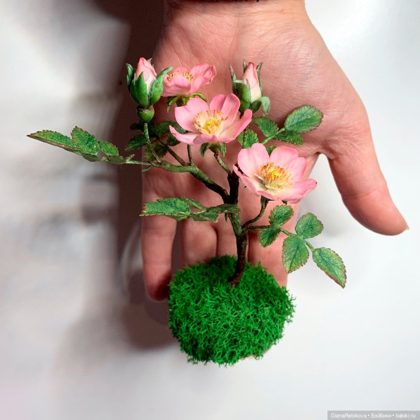 Мини шиповник с цветами 2,5 см и история из детства (фото 8)