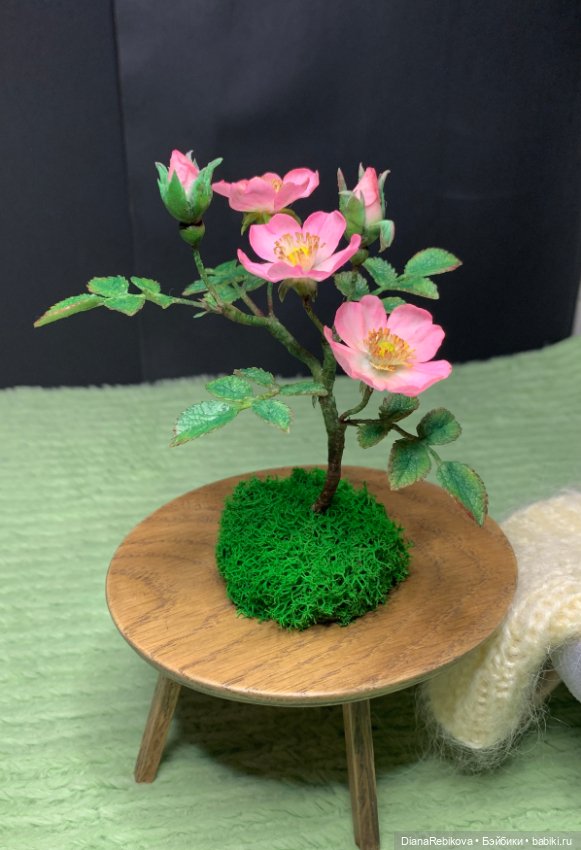 Мини шиповник с цветами 2,5 см и история из детства (фото 7)