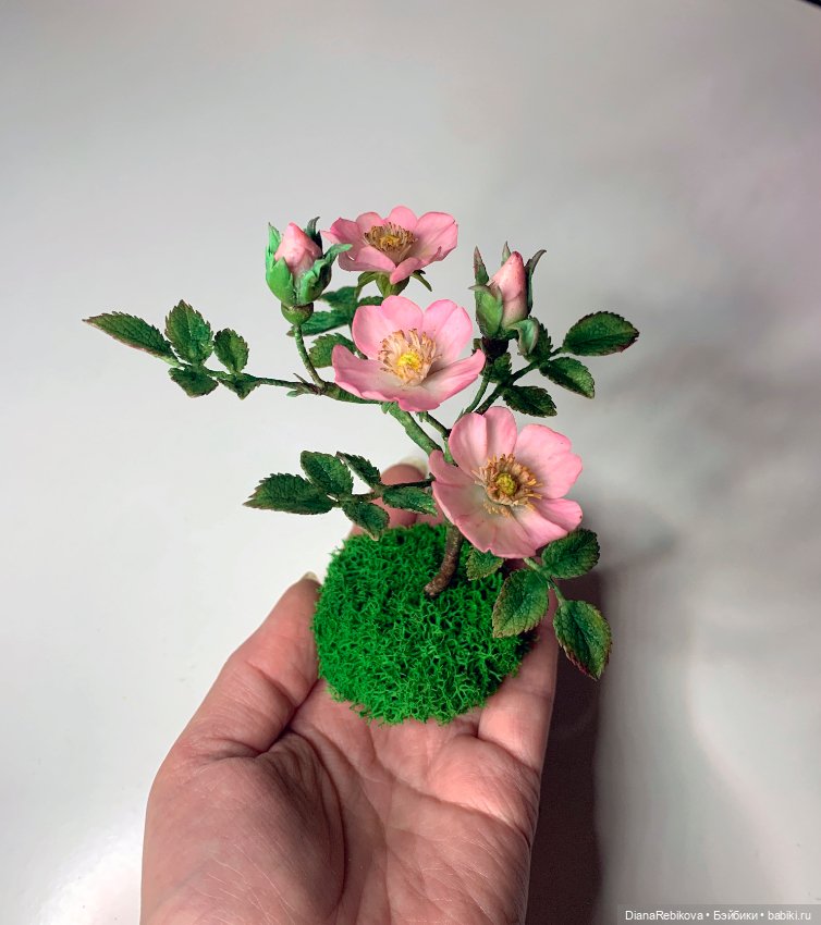 Мини шиповник с цветами 2,5 см и история из детства (фото 6)