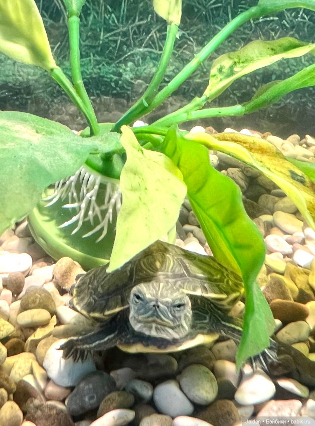 Испанские куклы (разное): Vestida de Azul (фото 7)