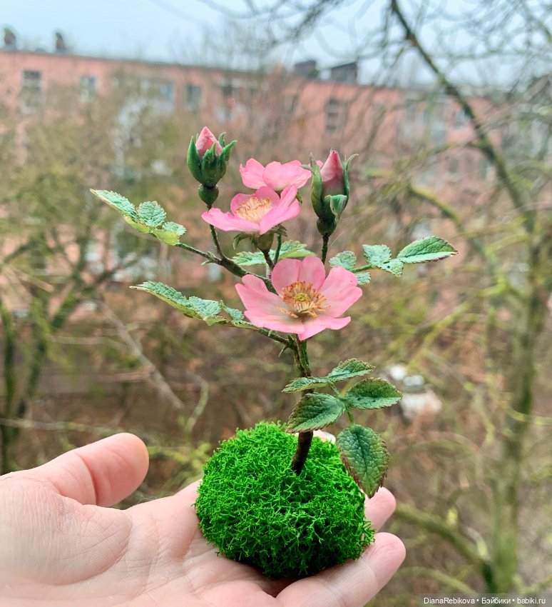 Мини шиповник с цветами 2,5 см и история из детства (фото 2)