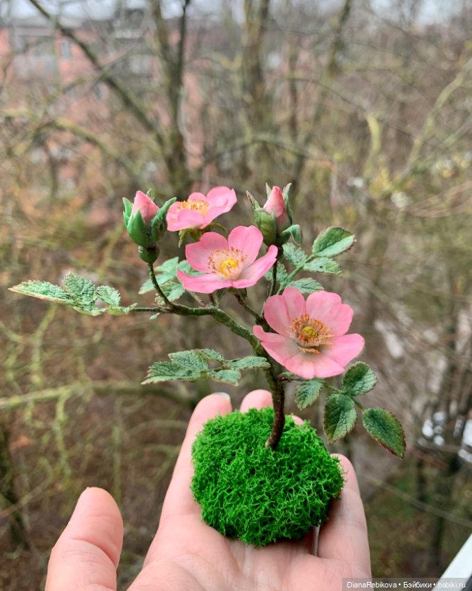Мини шиповник с цветами 2,5 см и история из детства (фото 3)