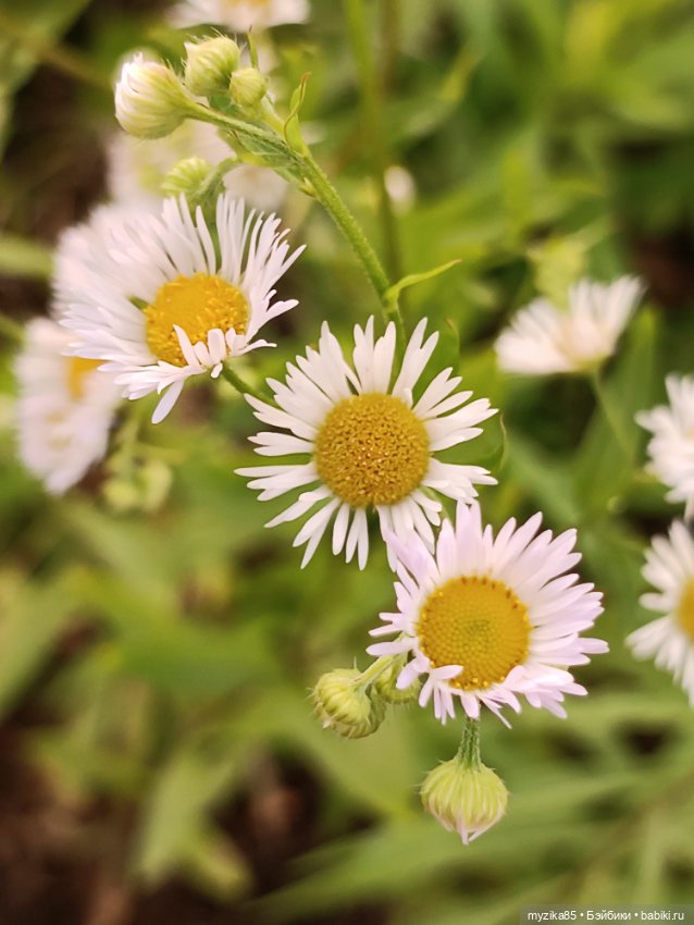 Воспоминания о лете — Игровые куклы разных производителей (Разное): редкие бренды